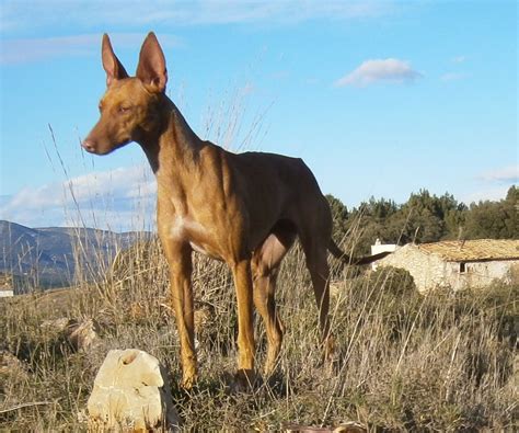 Podenco andaluz Perros en adopción, compra venta de。